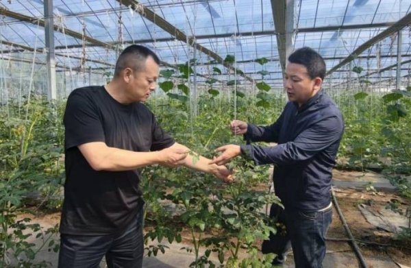 “农业保险+” | 多“撬”出65万!看这份保单如何为农户争取最大利益!
