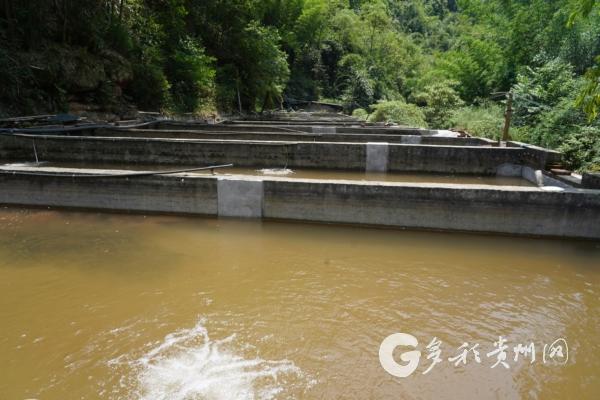 赤水白云乡：生态养鱼“链”通产销 活水养出“致富鱼”